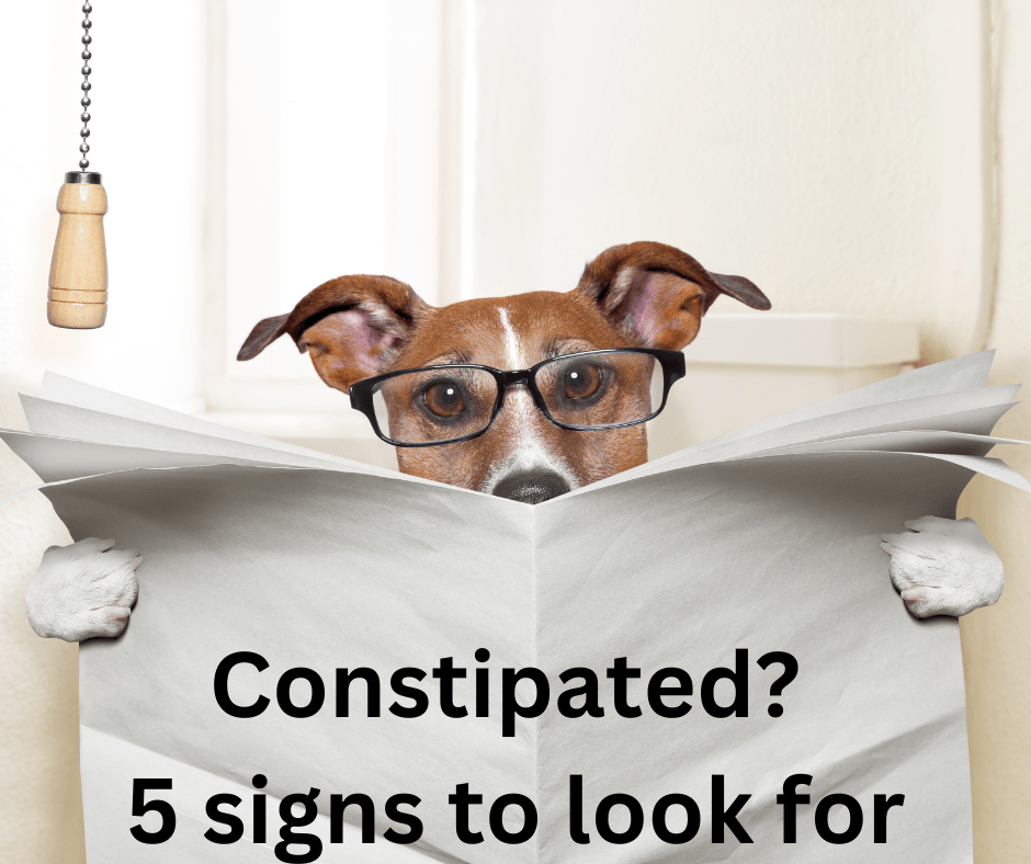 Funny dog wearing glasses reading a newspaper on the toilet with the text 'Constipated? 5 signs to look for' – humorous take on constipation awareness.