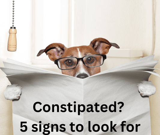 Funny dog wearing glasses reading a newspaper on the toilet with the text 'Constipated? 5 signs to look for' – humorous take on constipation awareness.