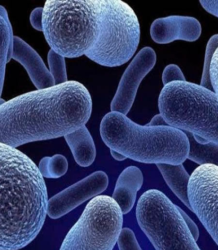 image for microbiota